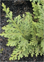 <p>Identify</p>