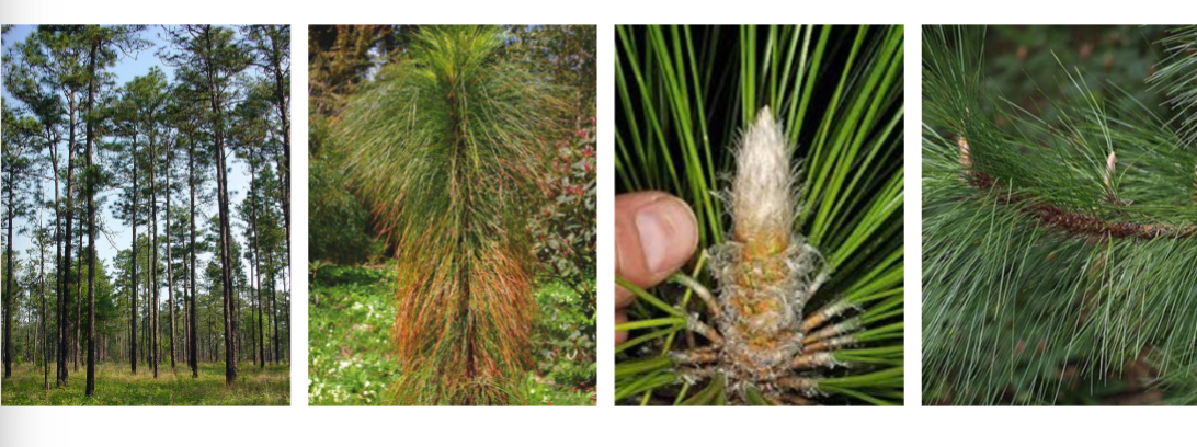 <p>longleaf pine, Pinaceae family</p><p>3 long needles per bundle</p><p>light meristem on tip</p><p>fire adaptations, few/no low lying branches, burn scars</p>