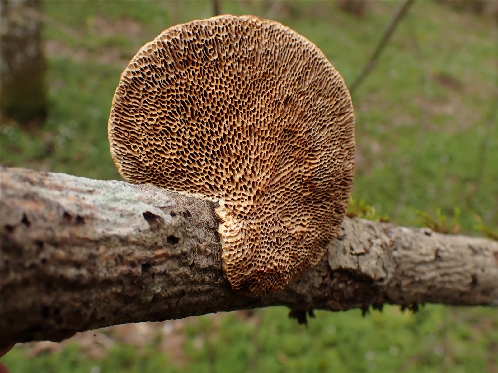 <p><span>Daedaleopsis confragosa - tegelticka</span></p>