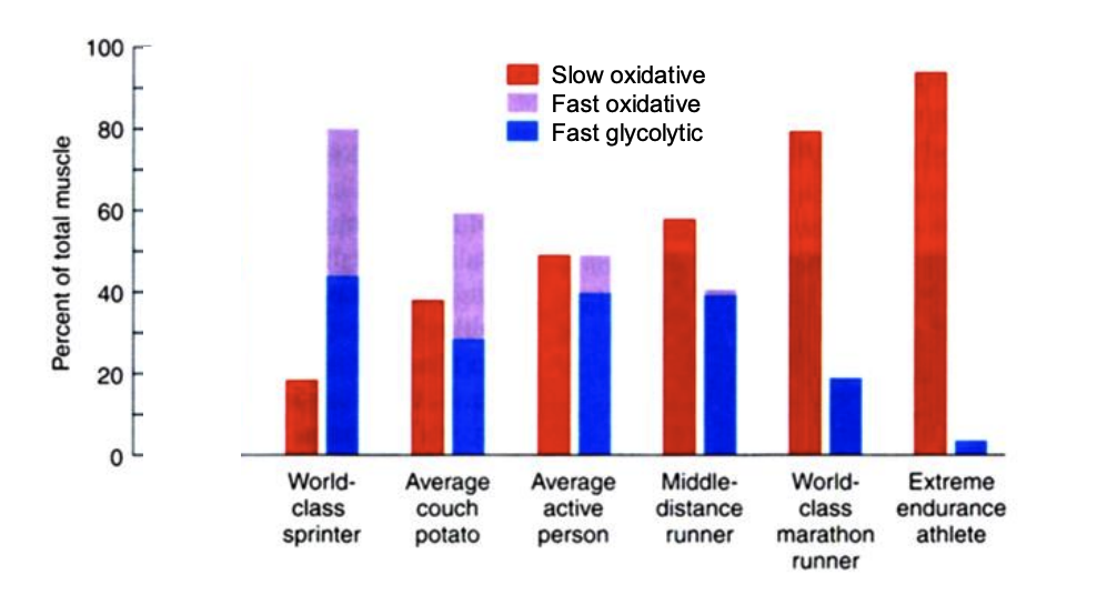 <p>The proportion of people’s muscle fiber types varies by _______ level</p>