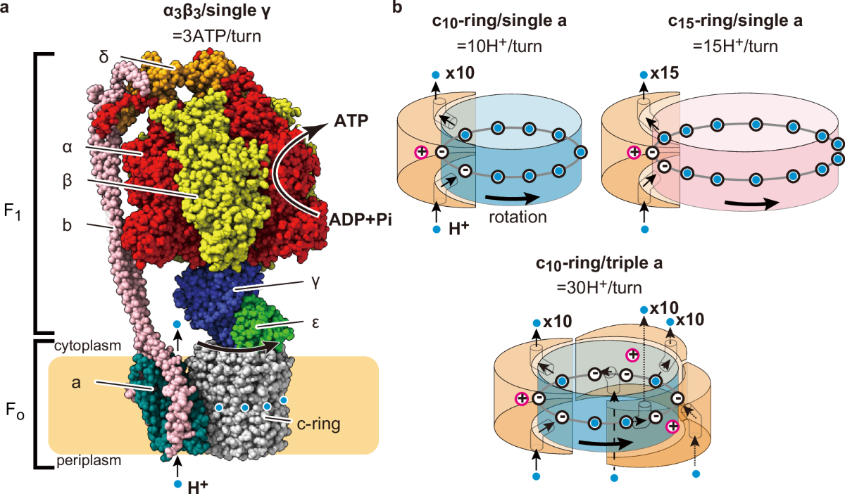 <ul><li><p><strong><span>F₀ (membrane-embedded motor)</span></strong></p><ul><li><p><span>Forms a </span><strong><span>proton channel</span></strong><span> that allows H⁺ ions to flow down their electrochemical gradient.</span></p></li><li><p><span>Contains a </span><strong><span>c-ring</span></strong><span> of subunits that rotates when protons pass through.</span></p></li><li><p><span>Acts like an </span><strong><span>electric motor</span></strong><span>, converting proton motive force into mechanical rotation.</span></p></li></ul></li><li><p><strong><span>F₁ (catalytic headpiece)</span></strong></p><ul><li><p><span>Located on the matrix side (mitochondria) or stroma side (chloroplasts).</span></p></li><li><p><span>Composed of </span><strong><span>α₃β₃ hexamer</span></strong><span> (three α and three β subunits arranged alternately).</span></p></li><li><p><span>The </span><strong><span>β subunits</span></strong><span> contain the catalytic sites for ATP synthesis.</span></p></li><li><p><span>Connected to F₀ by a central stalk (γ and ε subunits) and a stator (b subunits) that hold the α₃β₃ hexamer stationary</span></p></li></ul></li></ul><p></p>