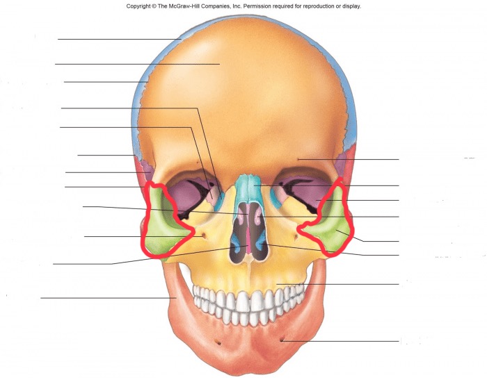 <p>What bone is this?</p>