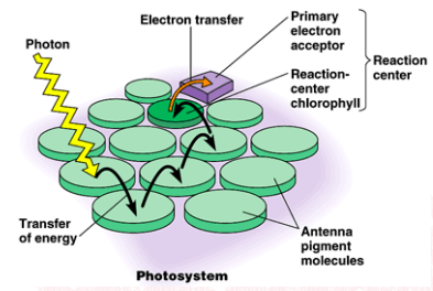 <p>Collection of photosynthetic pigments linked together to funnel light energy</p>
