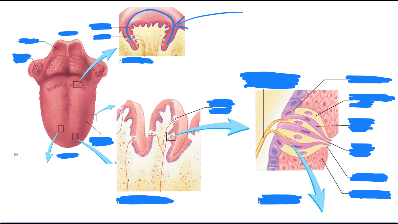 knowt flashcard image