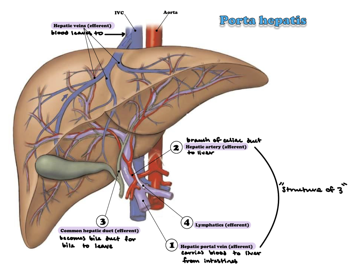<p>Hepatic portal vein (afferent) carries blood rich in carbs and proteins from the intestines (accounts for 70-80% of blood flow through liver). Hepatic artery (afferent) carries oxygenated blood from the celiac branch of the aorta ot the liver. The common hepatic duct (efferent) caries bile to the gallbladder. Lymphatics (efferent) carry lymph AWAY from the liver to the thoractic duct. </p>