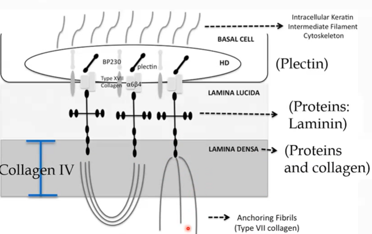 <p>intermediate filaments, plectin, integrins</p>