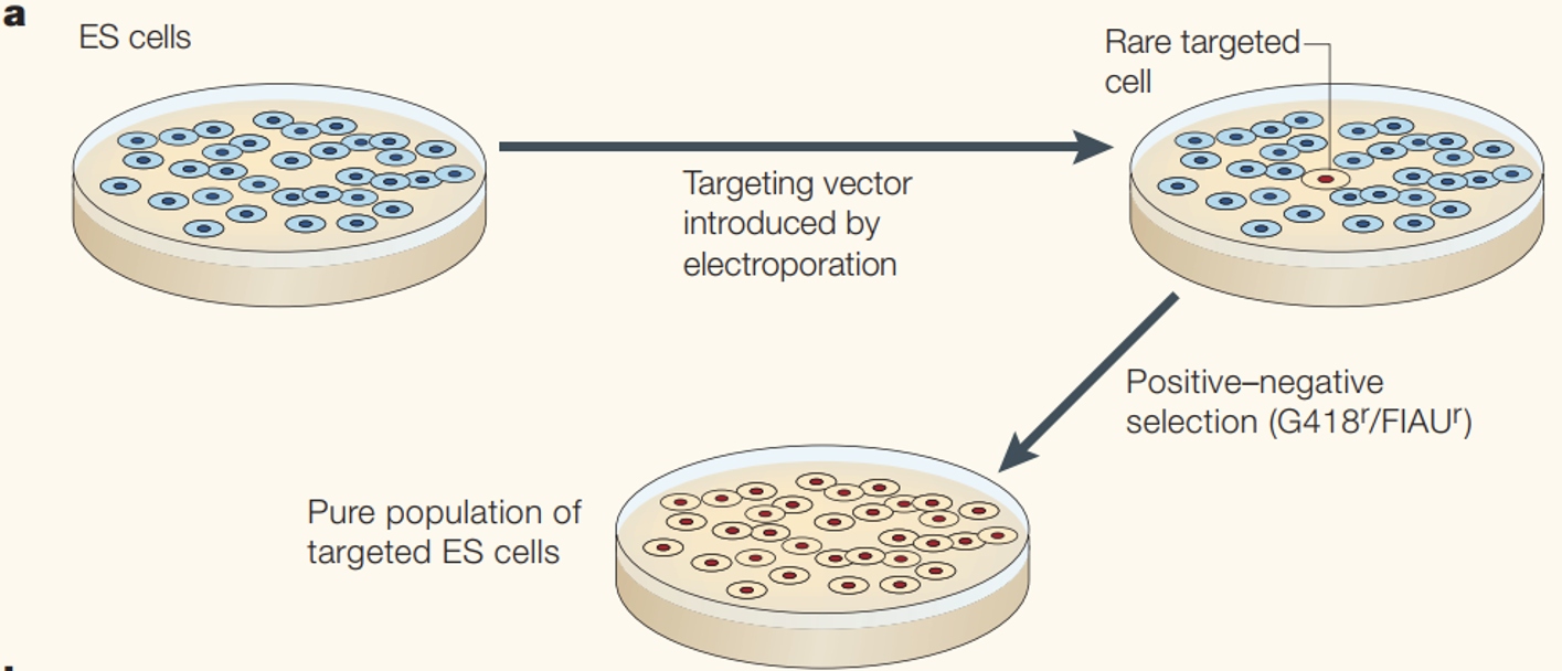 <p>Selected through drug resistance</p><ul><li><p>explain ES manipulation and husbandry to produce targeted KP mice</p></li><li><p>explain role of G418 an FIAU selection to select for correctly targeted mutation</p></li></ul><p></p>