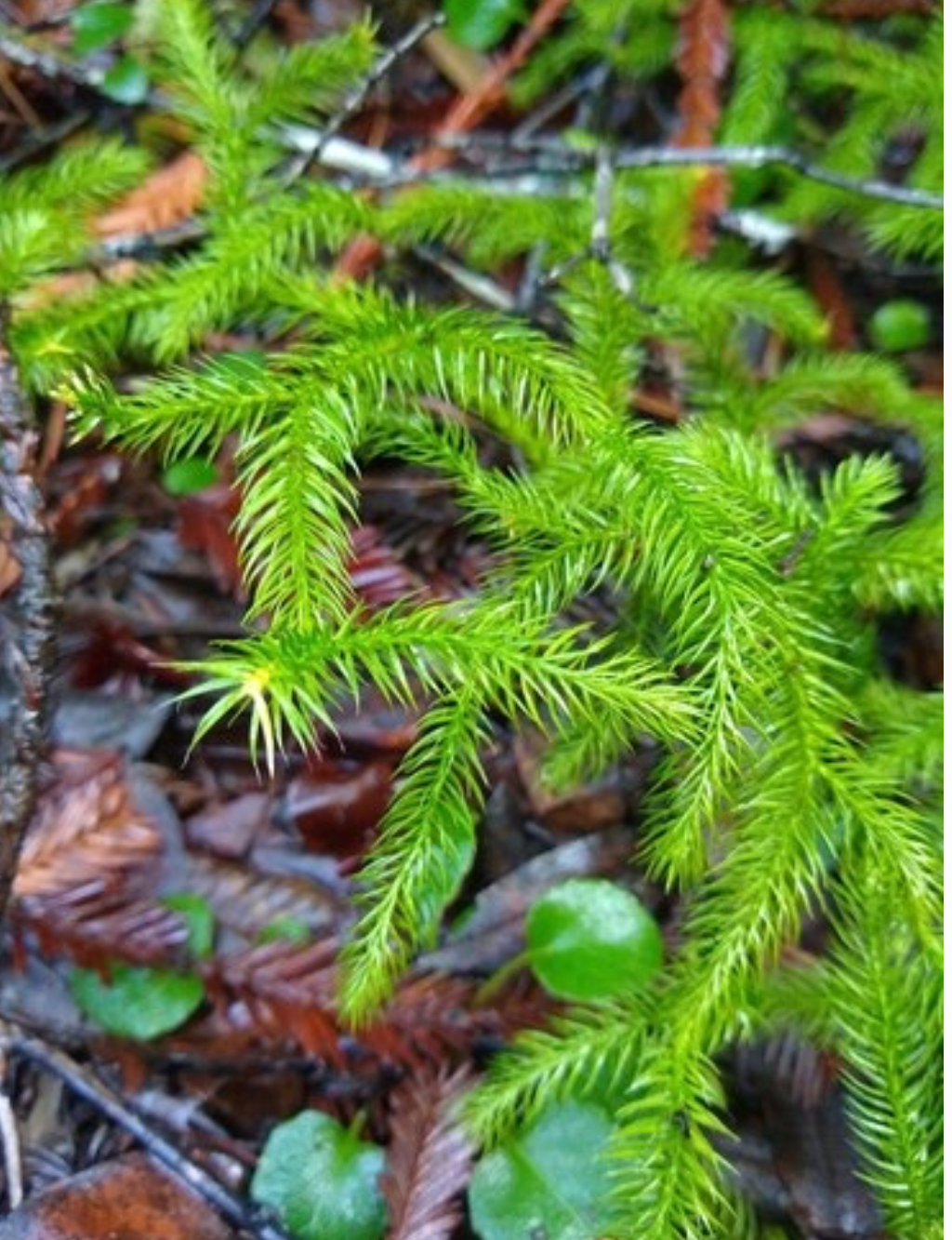 <p>Club moss</p>
