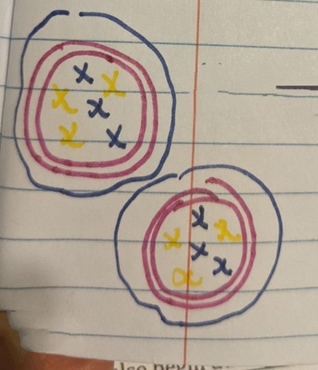 <p>Splits the cytoplasm of the cell</p><p>(* Two genetically Identical Daughter Cells)</p>