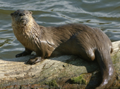 <p>mesocarnivore; long, fusiform body; muscular neck; thick tapered tail and webbed toes; short dense brown to black color</p>