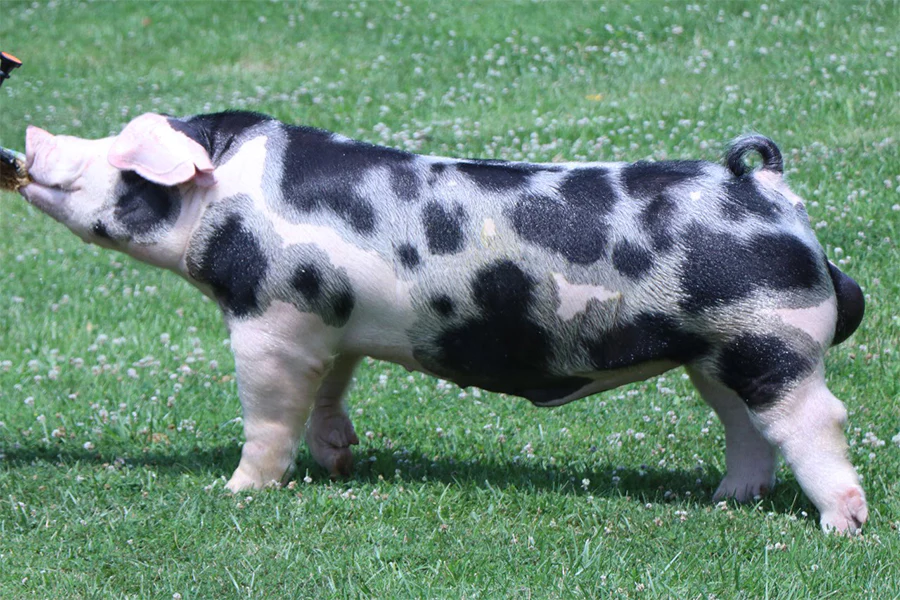 <p><span>-&nbsp;</span>Indiana</p><p><span>-&nbsp;&nbsp;</span>Sim in size to Poland china</p><p><span>-&nbsp;</span>Ranked in top 4 registed annually in us previously</p><p><span>- </span>Used in a lot of crossbreeding programs and purbreed</p><p><span>-&nbsp;</span>Rapid growth rate</p><p><span>-&nbsp;&nbsp;</span>Very sim in build to Poland china</p><p><span>-&nbsp;</span>Drooping ears</p>