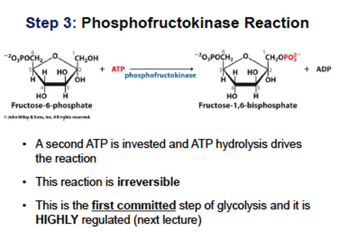 <p>phosphofructokinase</p><p>fructose 6-phosphate is phosphorylated to fructose 1,6-biphosphate using ATP </p><p>PFK-1 is the rate-limiting enzyme and main control point in glycolysis.</p><p>PFK-1 is inhibited by ATP and citrate, and activated by AMP. Makes sense because the cell should turn off glycolysis when it has sufficient energy (high ATP) and turn it on when it needs energy (high AMP) </p><p>Insulin stimulates PFK-1, which allows cells to override inhibition caused by ATP so that glycolysis can continue even when the cell is energetically satisfied</p><p>Glucagon inhibits PFK-1 in hepatocytes by indirect mechanism involving PFK-2 and fructose 2,6- biphosphate</p><p>PFK-2- found mostly in liver, activated by insulin which converts tiny amount of fructose 6-phosphate to fructose 2,6-biphosphate which avtivates PFK-1. </p><p>glucagon inhibits PFK-2, lowering F2,6-BP and inhibiting PFK-1</p><p>metabolites of glycolysis can thus be fed into the production of glycogen, fatty acids, and other storage molecules rather than just being burned to produce ATP</p><p>1 ATP -> 1 ADP</p>