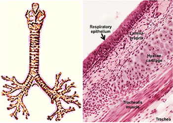 <p>microscopic view of trachea</p>