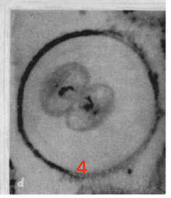 <p>Step 4.) Telophase </p>