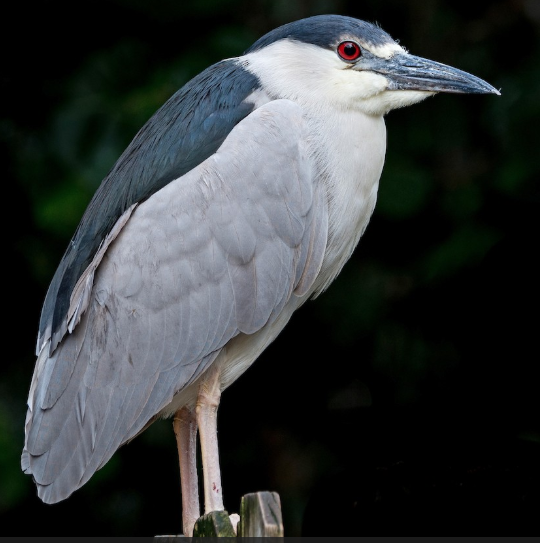 <p>What bird is this?</p>