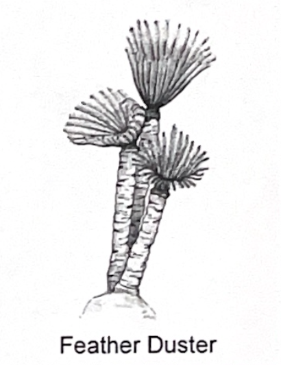 <p>feather duster SP</p>