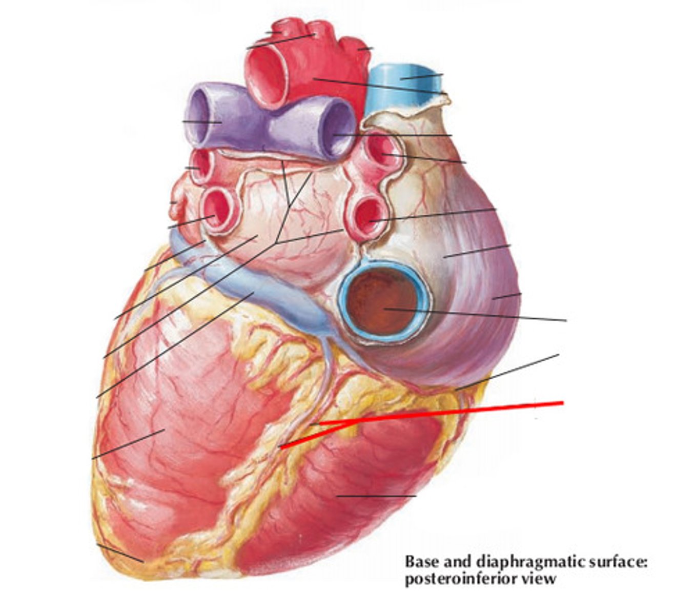 <p>What groove of the heart is being pointed at?</p>