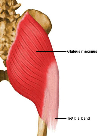 <p>Gluteal tuberosity on femur</p>