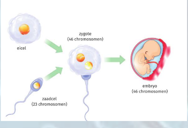 <ul><li><p>productie haploîde (n) gameten</p><ul><li><p>verkomen progressieve verdubbeling chromosomen</p></li></ul></li><li><p>genetische variatie</p><ul><li><p>in stand houden van soort</p></li></ul></li></ul><p></p>