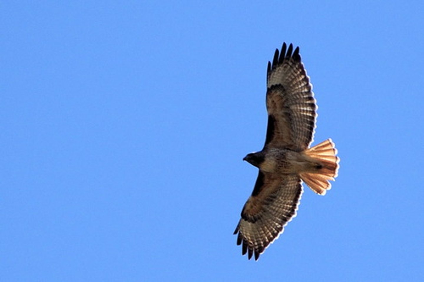 <p>Red-tailed Hawk</p>