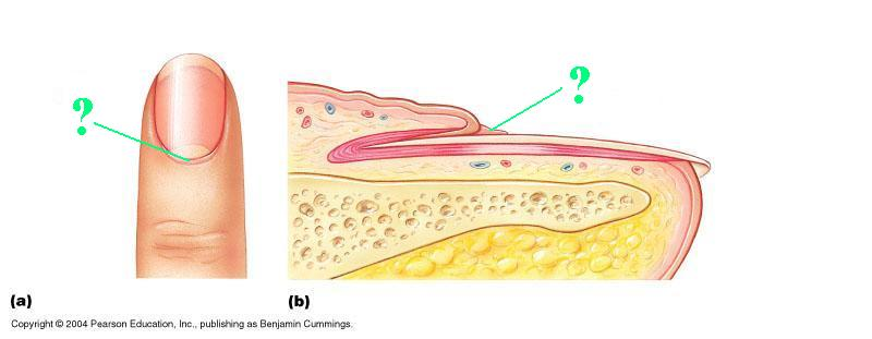 <p><span style="font-family: Lato Extended, Lato, Helvetica Neue, Helvetica, Arial, sans-serif">Identify the indicated structure of the nail.</span></p>