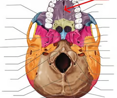 <p>the suture between the two maxillae of the upper jawbone</p>