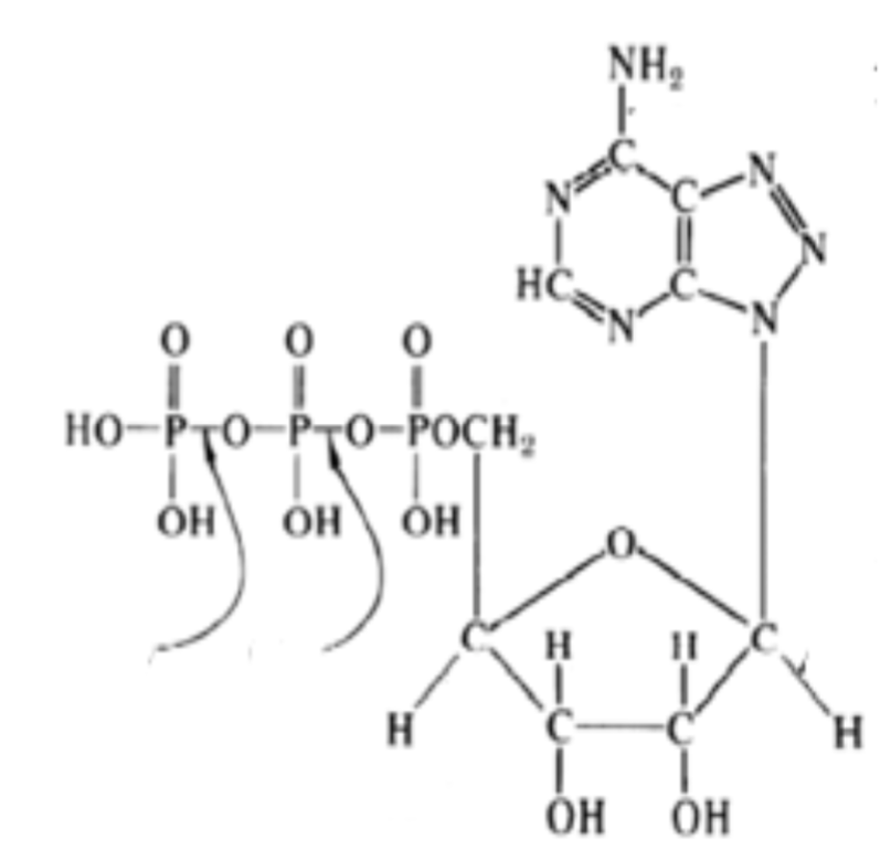 <p><span>the transfer of the 3rd phosphate group of ATP to another molecule allows for the performing of chemical, mechanical, or transport work.</span></p>