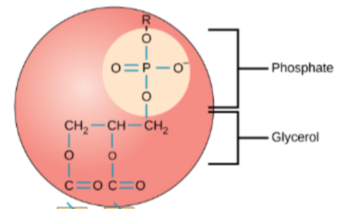 <ul><li><p>A <strong>glycerol</strong> and a <strong>phosphate</strong></p></li><li><p>“loves” water</p></li><li><p>faces the outside of the <strong>phospholipid bilayer</strong></p></li></ul><p></p>