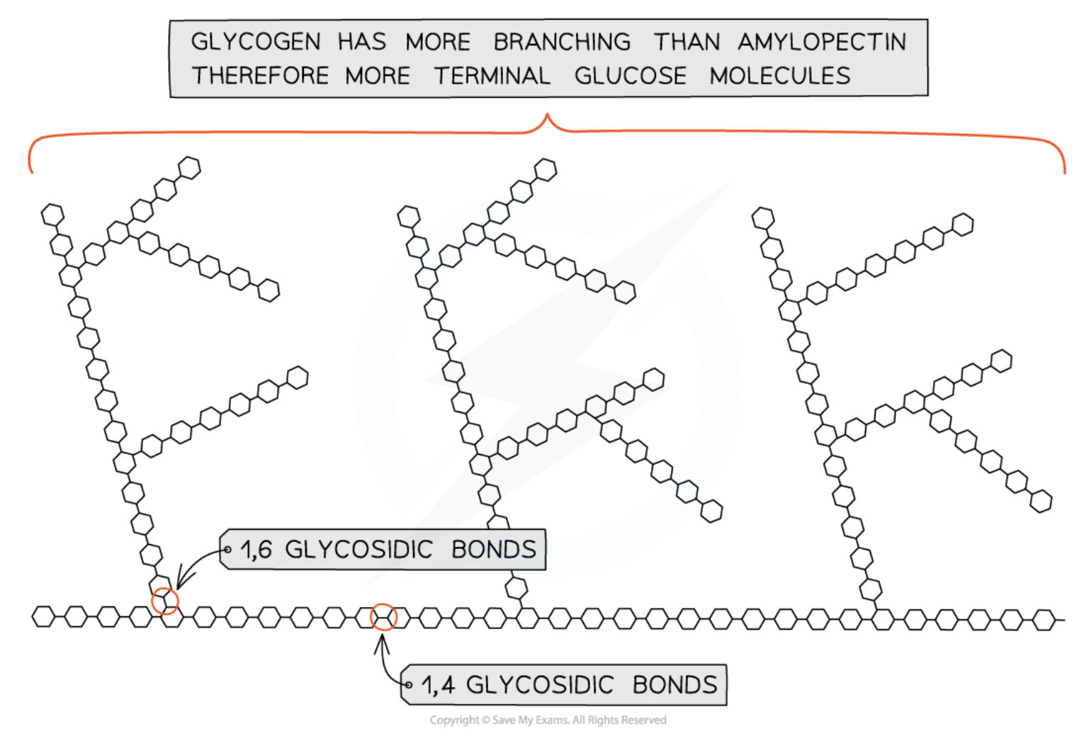 <p>A polysaccharide</p><ul><li><p>made of chains of 1-4 linked <strong>⍺</strong>-glucose molecules with 1-6 linkages forming branches</p></li><li><p>tend to be more branched than amylopectin molecules</p></li><li><p>the many ends due to branching, aid in easy addition and removal of glucose</p></li><li><p>compact and insoluble, doesn’t affect the water potential (Ψ)</p></li><li><p>High concentration in liver &amp; muscle cells due to higher cellular respiration</p></li></ul><p>Function: Energy storage polysaccharide in animals and fungi</p><p></p>