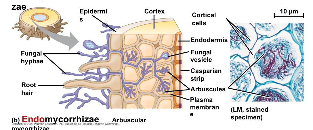 <p>What occurs in endomycorrhizae?</p>