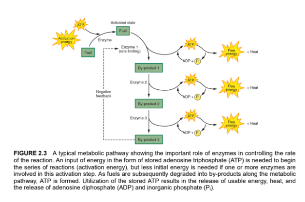 <p>Metabolic pathways involve multiple enzyme-catalyzed steps</p><ul><li><p>Rate-limiting enzyme: a specific enzyme that control the → overall speed of the pathway</p></li><li><p>These enzymes are regulated through → negative feedback</p><ul><li><p>What does this mean?</p><ul><li><p>Too much product accumulation → enzyme slows down</p></li><li><p>This prevents excessive energy production and maintains balance</p></li></ul></li></ul></li></ul><p></p>