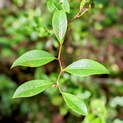 shrub with simple and alternate leaves, which are widest in the center and can be almost orbicular in shape
a vein runs along the margin of the leaf
fruit is a dry capsule
flowers are pink and shaped like urns