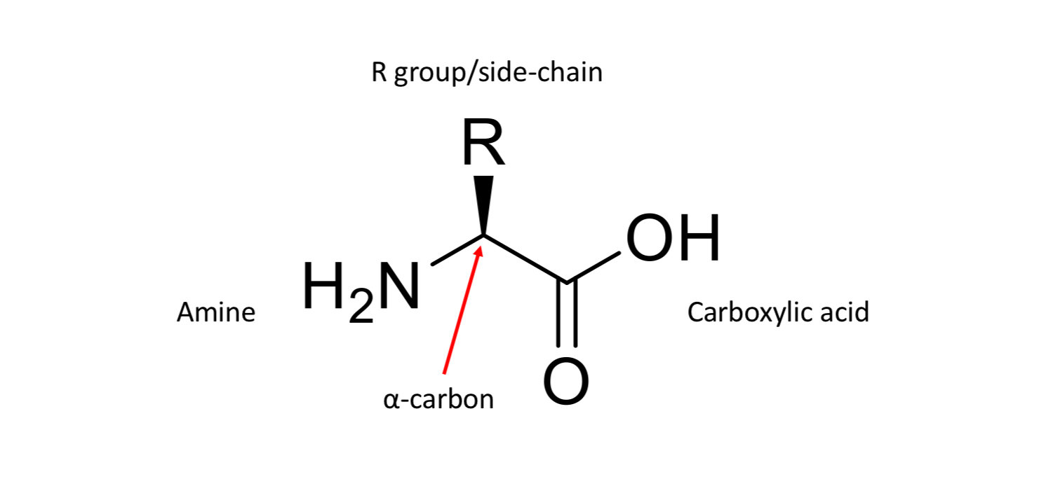 <ul><li><p>They are the structures that make up polymers</p><p></p></li></ul><p></p>
