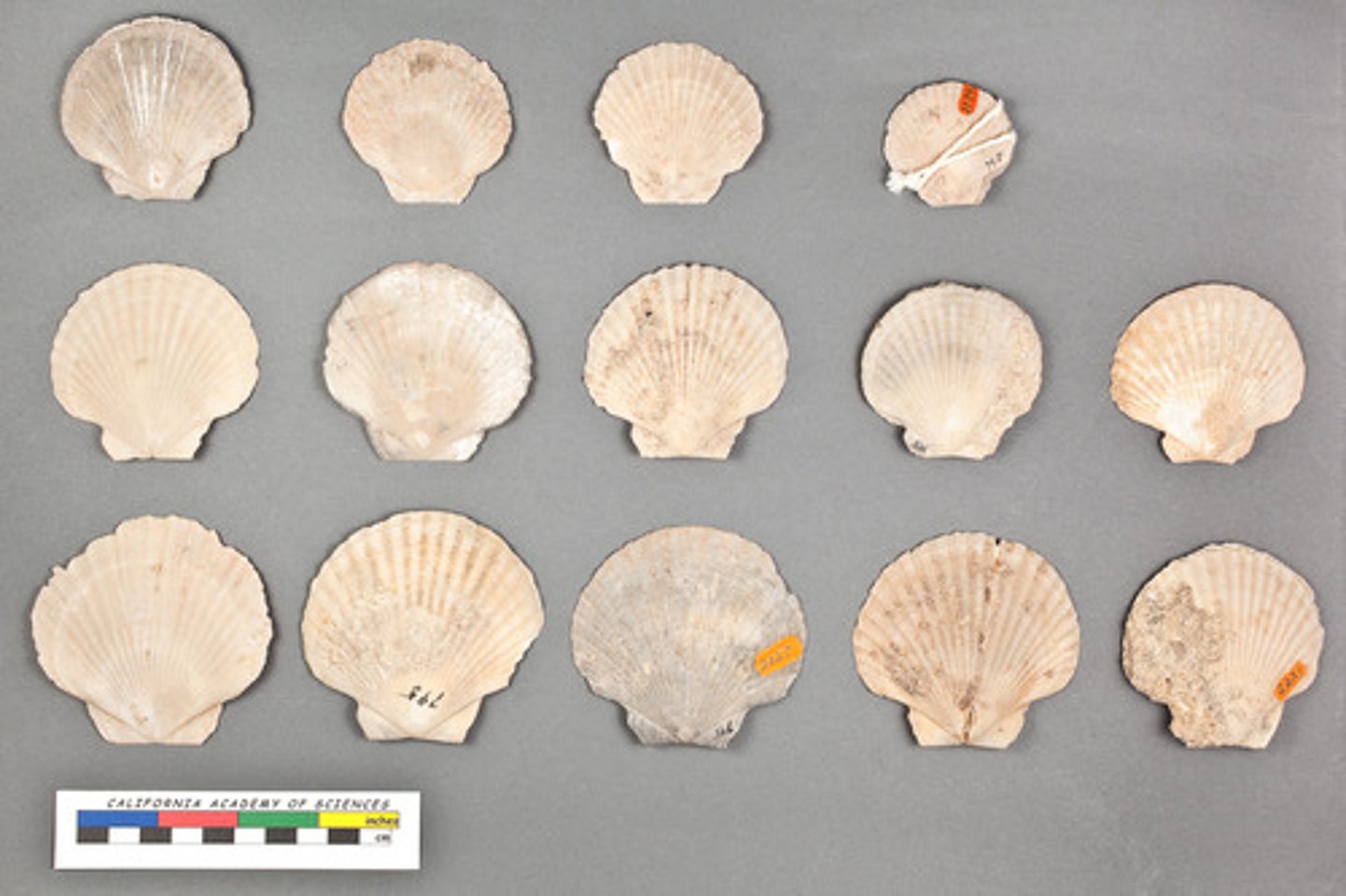 <p>- Shell of 2 hinged parts with a body inbetween</p><p>- Closed by adductors</p><p>- No head or radula</p><p>- Open circulatory system</p><p>- Dorsal and ventral portions</p><p>- Anterior and posterior portions</p><p>- Possess a siphon</p><p>- Separate sexes</p><p>- Foot is good for digging</p><p>- Often lived buried under sediments</p><p>- Ciliated gills hang down within mantle cavity on either side of visceral mass</p><p>- Beating of cilia causes water to enter cavity</p><p>- Filter feeders</p><p>- Muscle fibers can contract and stay contracted</p><p>- Can concentrate toxins from water</p><p>- Ex: Clams, Oysters, Muscles, and Scallops</p>