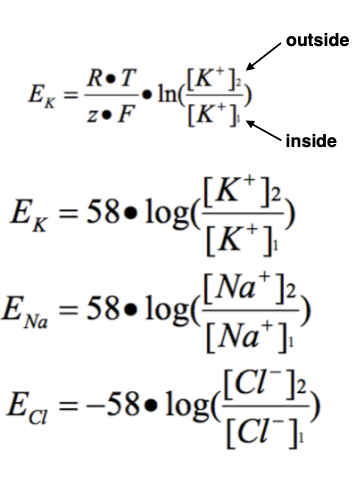 <p>Calculates the equilibrium potential for a single ion species</p>