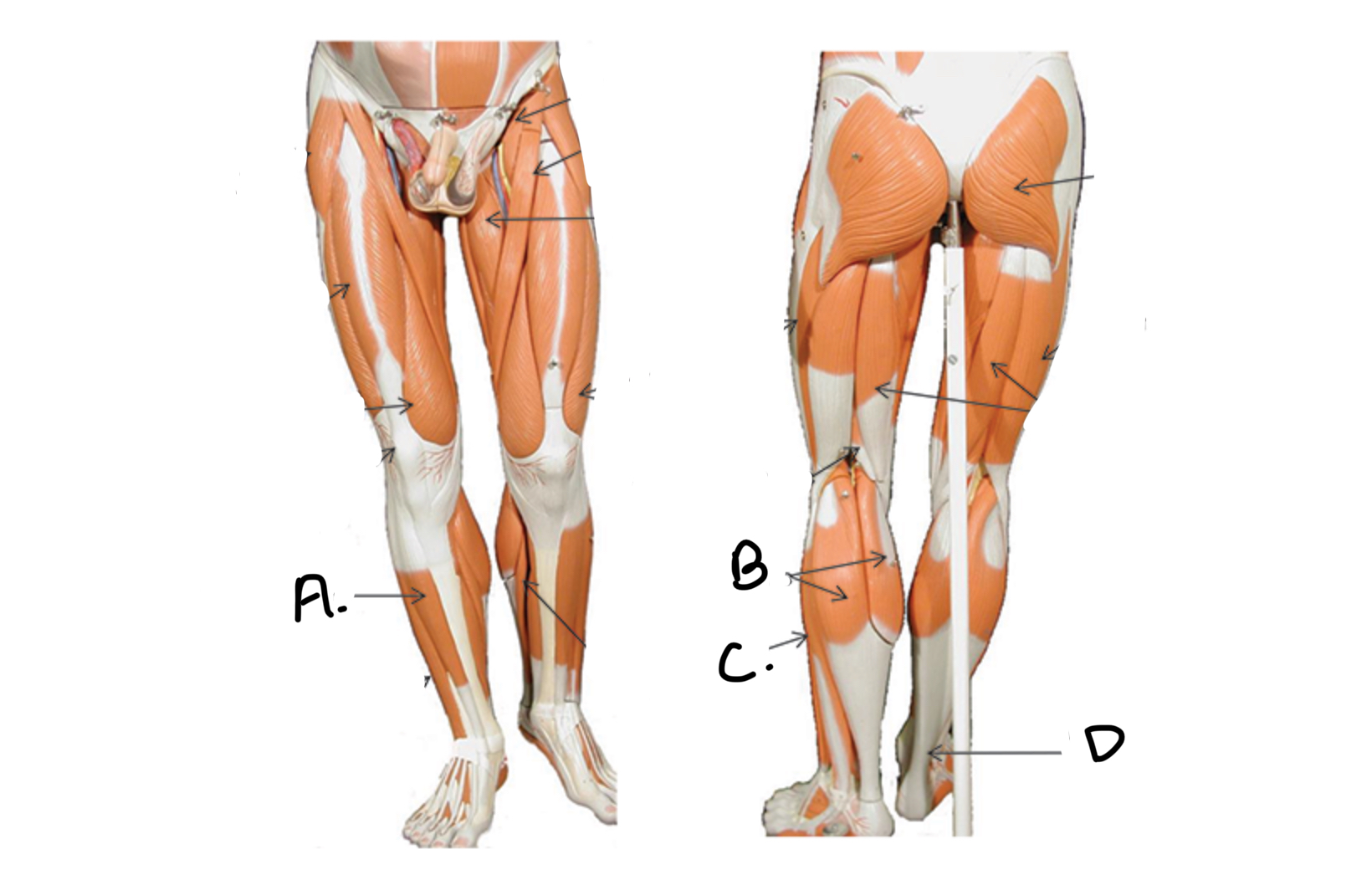 <p>Type of muscle: Lower Leg</p><p>What is D?</p>