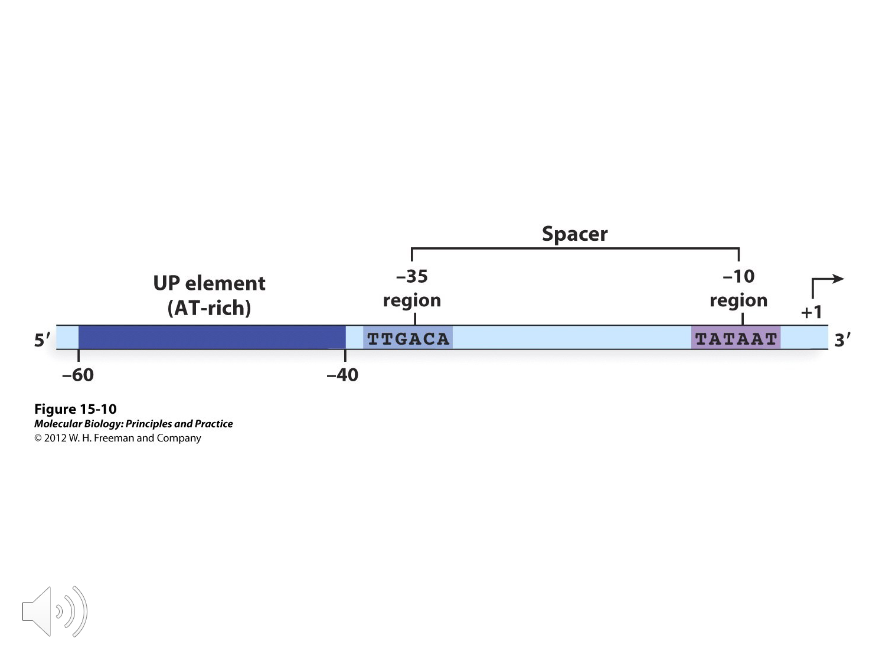 <p>Sequences rich in AT base pairs that occur between -40 and -60 in especially strong promoters.</p>
