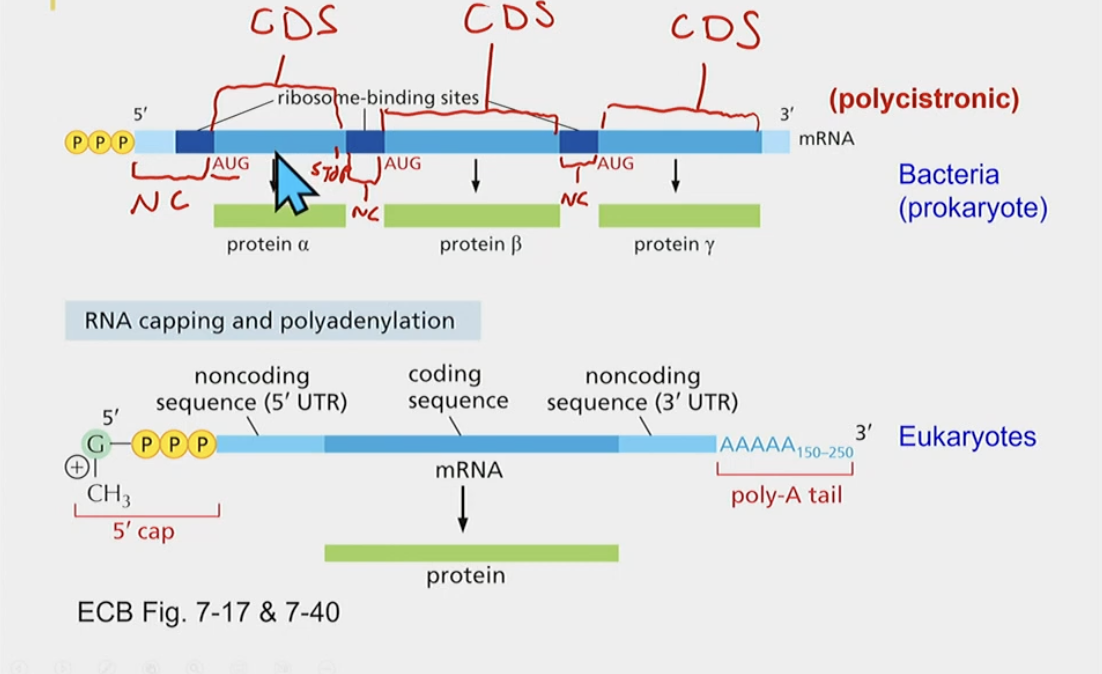 Bacteria:

* ribosome-binding sites and non-coding sequences
* you can have multiple proteins from one mRNA, due to having multiple coding sequences (polycistronic)
  * coding sequences, meaning multiple starts and stops

Eukaryotes:

* Monocystronic (codes for one protein) doesn’t have multiple ribosomal binding sites?
  * One singular coding sequence creates one protein
* also has 2 protein sequences
* **has a cap and poly-A tail**