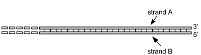 Associate each statement below with one or both of the strands. Fill in A, B or A+B to indicate strand A, strand B or both strands.

_____Replication of this strand involves several primer molecules. 
