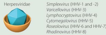<p>What viruses are polyhedral & enveloped?</p>