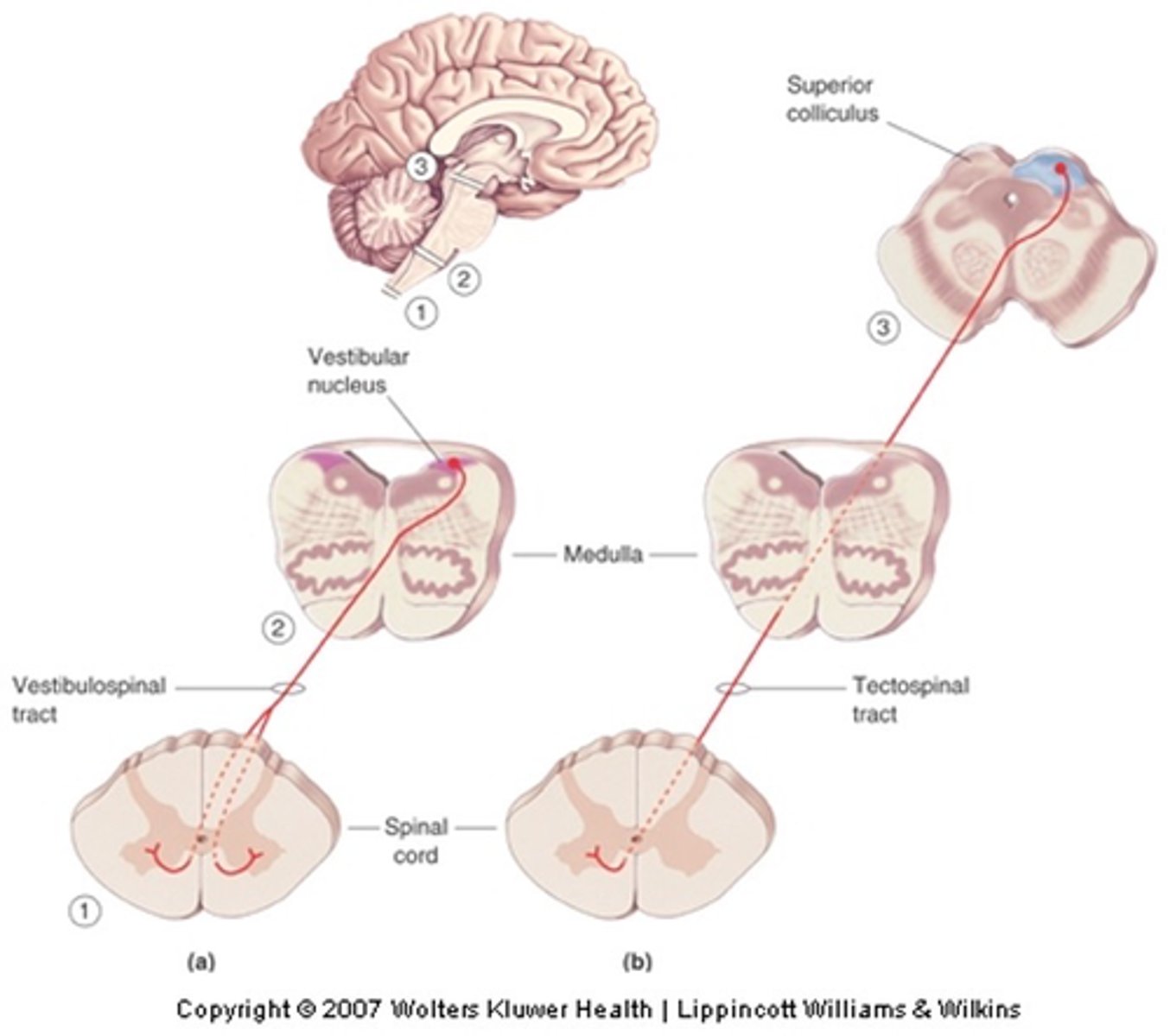 <p>What is the vestobulospinal tract involved in?</p>