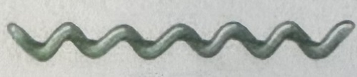 <p>Which bacterial group is this?</p>