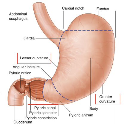 <p>Greater curvature – faces inferiorly and is an attachment for greater omentum</p><p>Lesser curvature – faces superiorly and is an attachment for lesser omentum </p><p>Pyloric canal – ends in a smooth-muscle pyloric sphincter that controls movement of stomach contents into the duodenum</p><p></p>