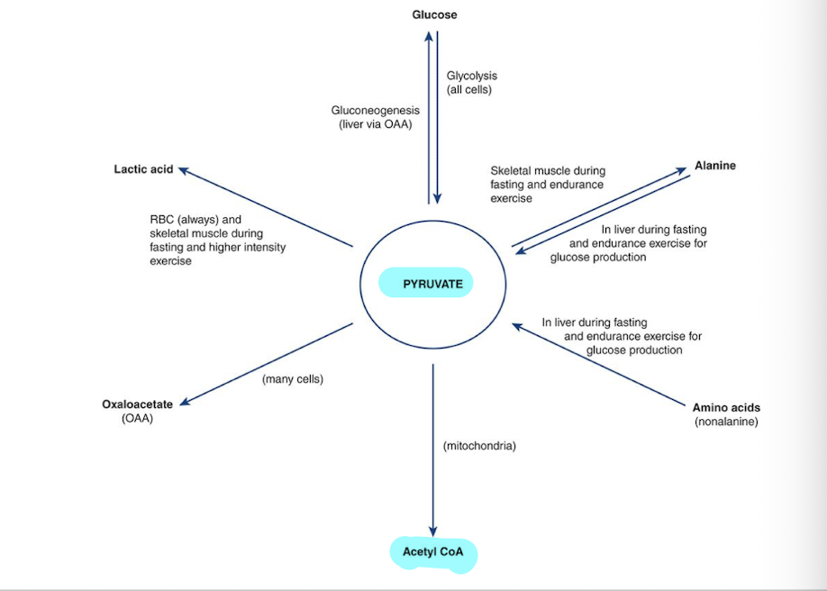<ul><li><p>acetyl CoA&nbsp;</p></li><li><p>Oxaloacetate</p></li><li><p>lactic acid&nbsp;</p></li><li><p>glucose (comes from glycolysis but can go through gluconeogenesis)</p></li><li><p>alanine (muscles)</p></li><li><p>amino acids can become pyruvate</p></li></ul><p></p>