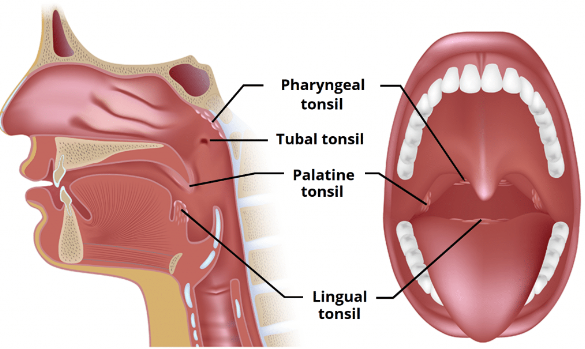 <p>ring containing the 4 structures: </p><ol><li><p>palatine tonsils </p></li><li><p>nasopharyngeal tonsils (adenoids)</p></li><li><p>lingual tonsils</p></li><li><p>tubal tonsils (eustachian) </p></li></ol><p></p>