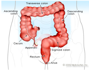 <ul><li><p>attached to the cecum and below the right colic flexure </p></li></ul><p></p>