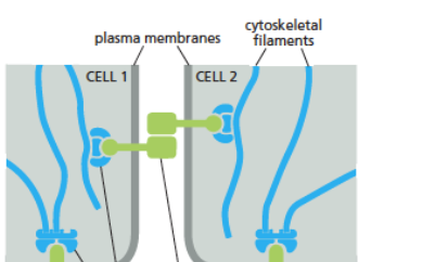 <p>link cells to other cells</p>