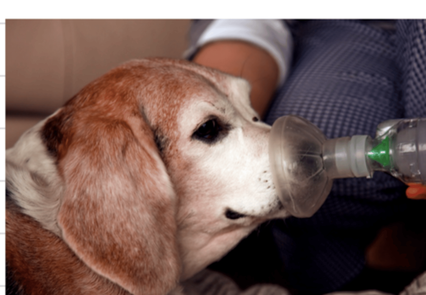 <p>what is this dosage form?</p>