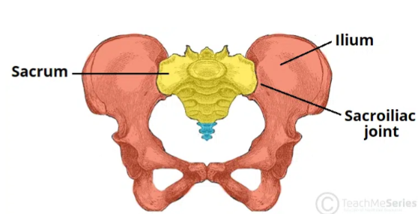 <p>Sacroiliac Joint (say-crow-ill-E-ack)</p>