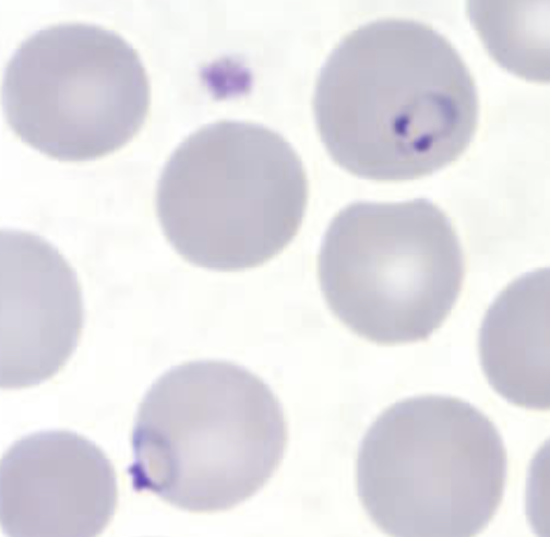 <p>What organism is this, and how can you tell?</p>